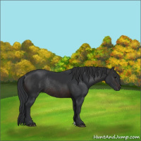 Horse Color:Brown Rabicano 