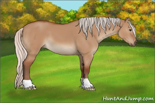 Horse Color:Silver Bay Dun 