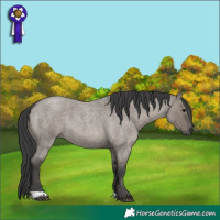 Horse Color:Grullo Roan 