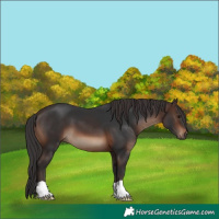 Horse Color:Brown 