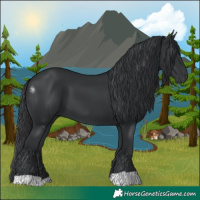 Horse Color:Black 