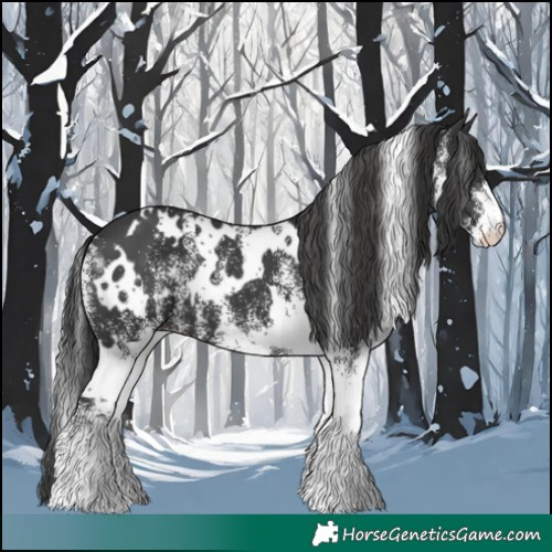Horse Color:White Spotted Black