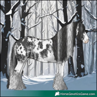 Horse Color:White Spotted Black
