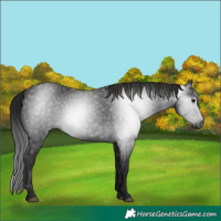 Horse Color:Gray Black 