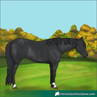 Horse Color:Black Rabicano 