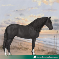 Horse Color:Smoky Black 