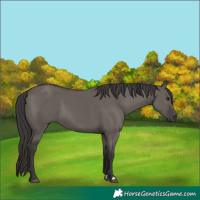 Horse Color:Smoky Grullo 