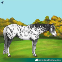 Horse Color:White Spotted Black Splash Appaloosa 