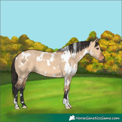 Horse Color:White Spotted Bay Dun 