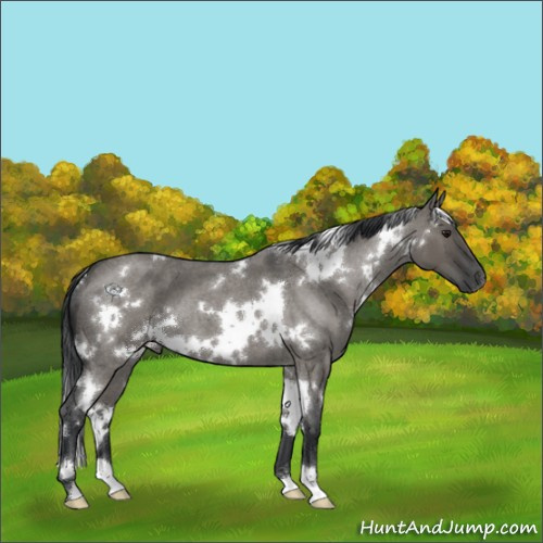 Horse Color:White Spotted Grullo Roan 