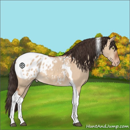 Horse Color:Brown Dun Tobiano Appaloosa 