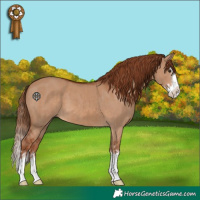 Horse Color:Red Dun Splash and Red Dun Splash