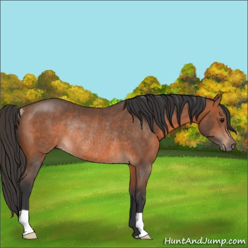 Horse Color:Bay Rabicano 