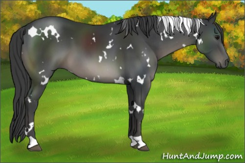 Horse Color:White Spotted Black 