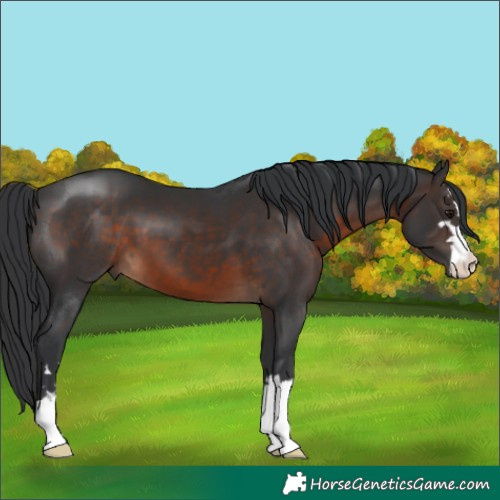 Horse Color:Brown 