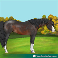 Horse Color:Brown