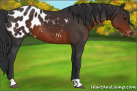Horse Color:Brown Appaloosa 