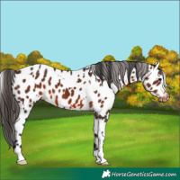 Horse Color:White Spotted Brown Appaloosa 