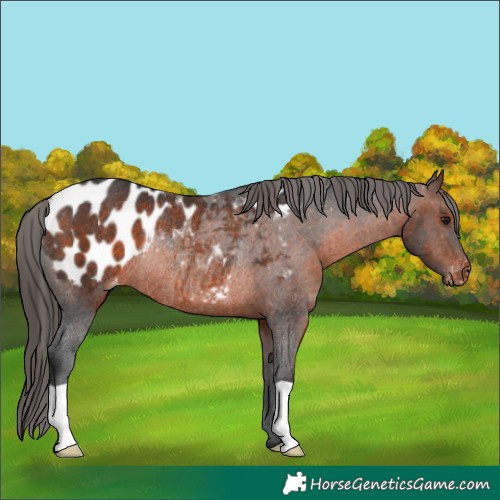 Horse Color:Brown Appaloosa Rabicano 