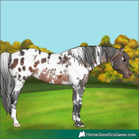 Horse Color:White Spotted Brown Appaloosa Rabicano 
