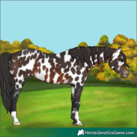 Horse Color:Brown Appaloosa