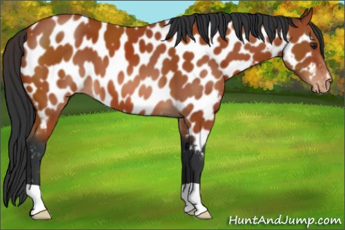Horse Color:Brown Appaloosa 
