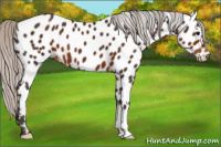 Horse Color:Silver Brown Appaloosa 