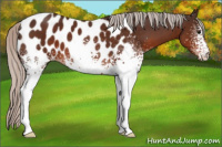 Horse Color:White Spotted Silver Brown Appaloosa 