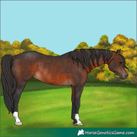 Horse Color:Brown Rabicano 
