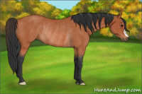 Horse Color:Bay Rabicano 