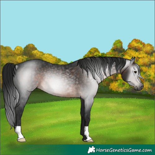Horse Color:Gray Brown Rabicano 