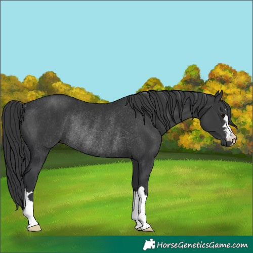 Horse Color:Black Rabicano 
