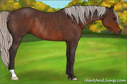Horse Color:Silver Brown Rabicano 
