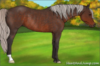 Horse Color:Silver Brown Rabicano 