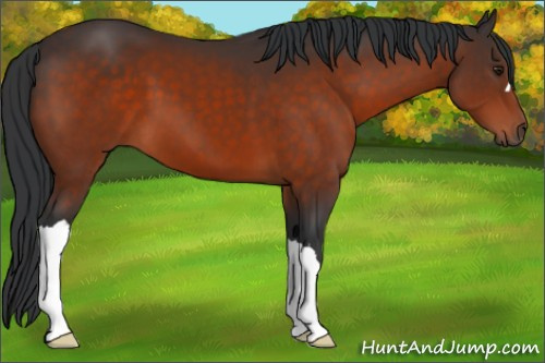 Horse Color:Brown 