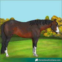 Horse Color:Brown 