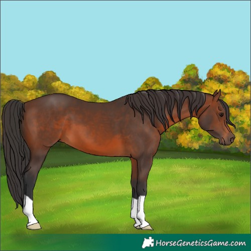 Horse Color:Brown 