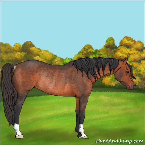 Horse Color:Bay Rabicano 