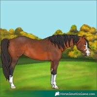 Horse Color:Bay 