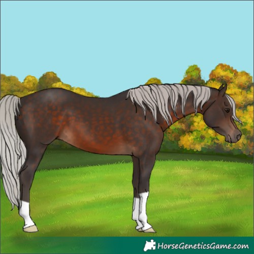 Horse Color:Silver Brown 