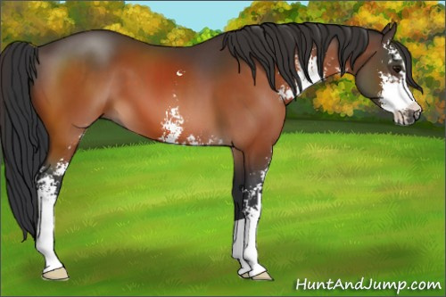 Horse Color:Bay Sabino 