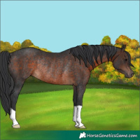 Horse Color:Brown Rabicano 