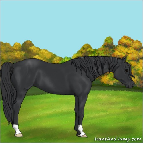 Horse Color:Black 