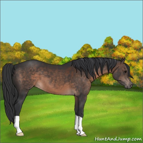 Horse Color:Brown 
