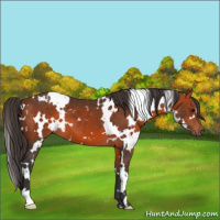 Horse Color:White Spotted Bay 