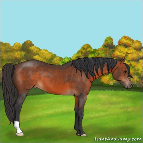 Horse Color:Brown 