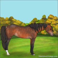 Horse Color:Bay Rabicano 