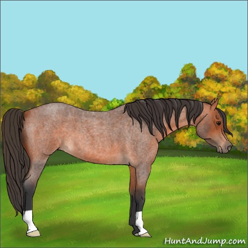 Horse Color:Bay Roan 