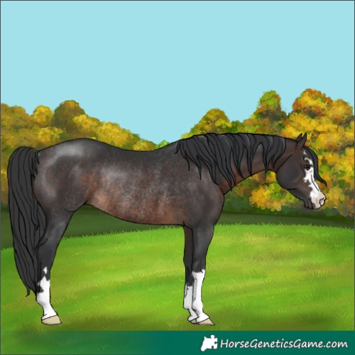 Horse Color:Brown Rabicano 