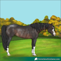 Horse Color:Brown Rabicano 